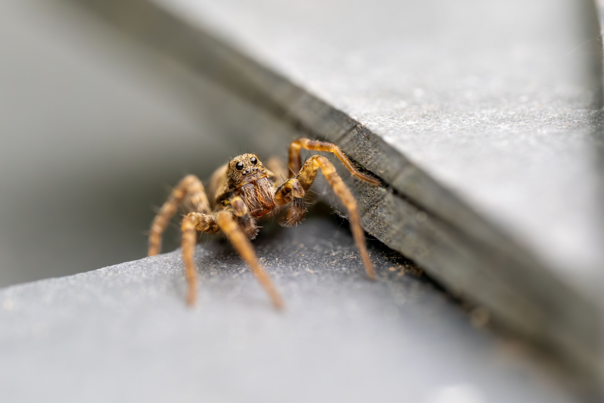 You are currently viewing The Best Spider Exterminators in Naples, FL