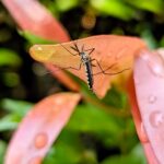 How Canals and Waterfront Living Contribute to Mosquito Problems in Fort Myers