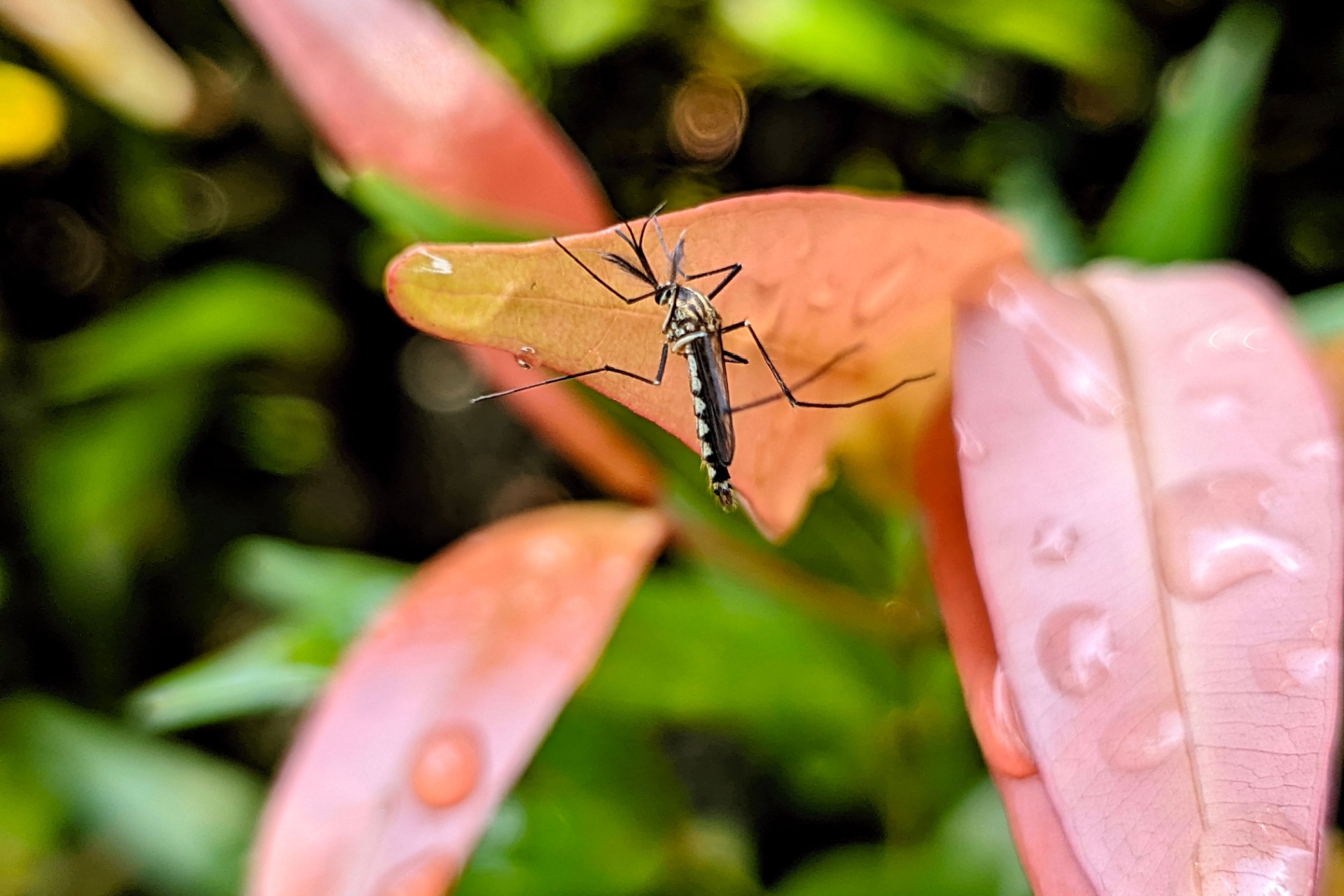 You are currently viewing How Canals and Waterfront Living Contribute to Mosquito Problems in Fort Myers
