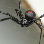 The Most Common Spider Species Found in Fort Myers Homes