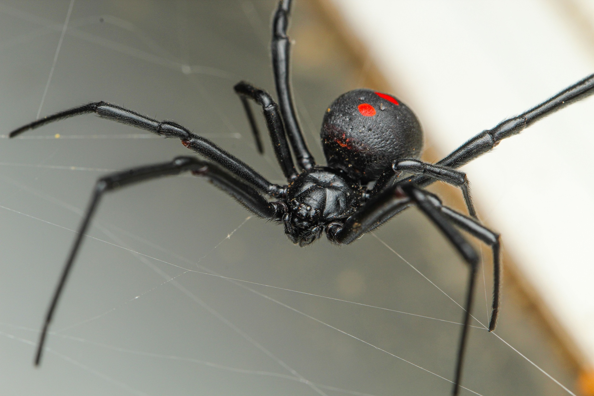 You are currently viewing The Most Common Spider Species Found in Fort Myers Homes