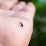 How Often Should Mosquito Treatments Be Performed in Naples?
