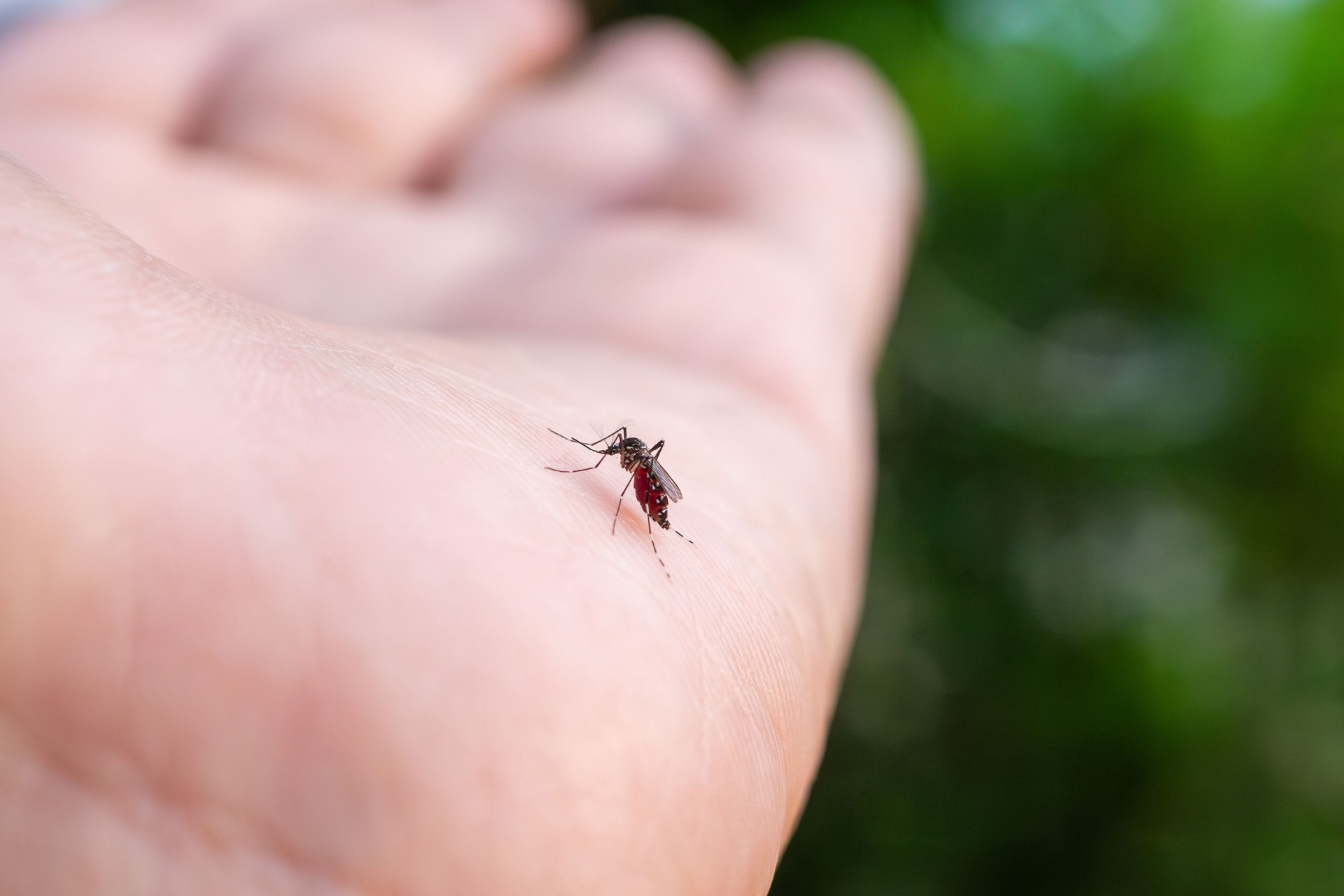 You are currently viewing How Often Should Mosquito Treatments Be Performed in Naples?