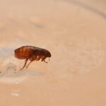 Can Fleas Survive Without Pets? What Fort Myers Homeowners Should Know