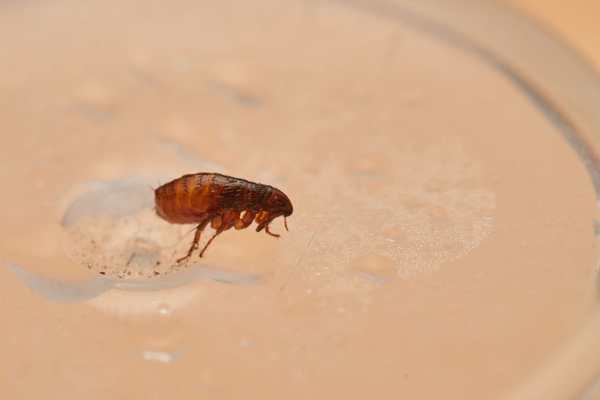 You are currently viewing Can Fleas Survive Without Pets? What Fort Myers Homeowners Should Know