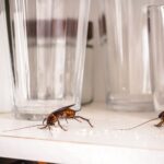 Why Waterfront Homes in Fort Myers Often Experience More Cockroach Activity