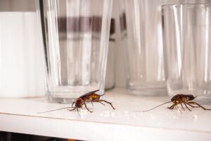 Read more about the article Why Waterfront Homes in Fort Myers Often Experience More Cockroach Activity