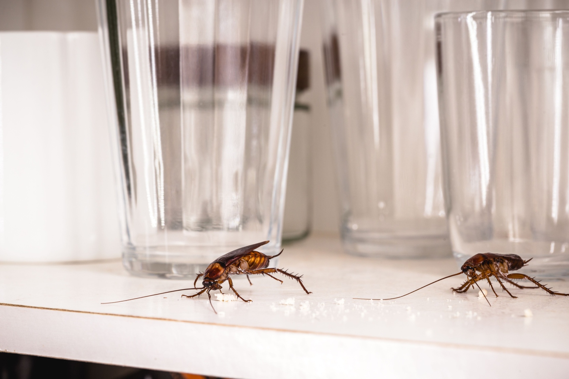 You are currently viewing Why Waterfront Homes in Fort Myers Often Experience More Cockroach Activity