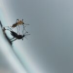 Why Mosquito Season in Fort Myers Feels Like It Never Ends