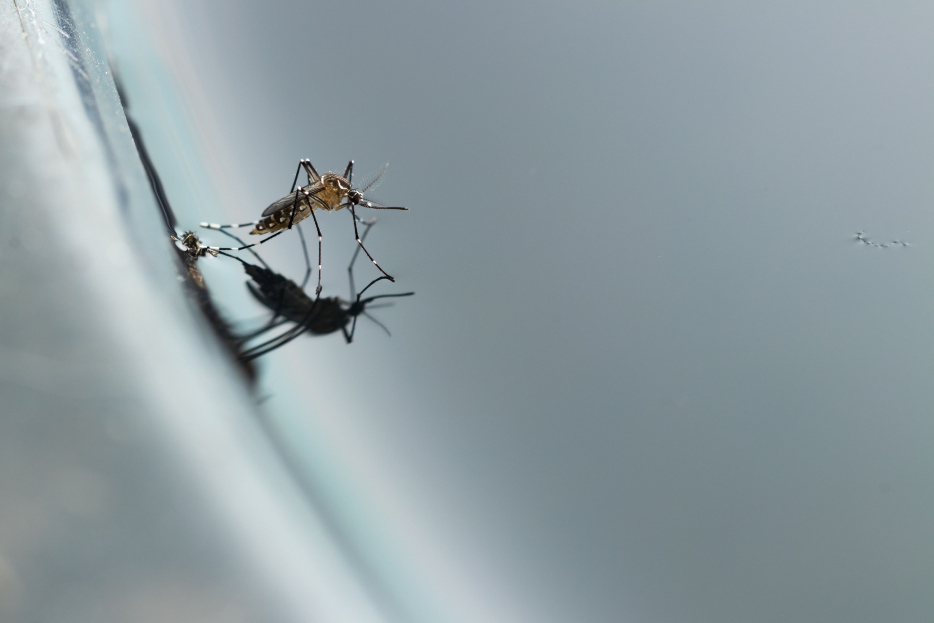 You are currently viewing Why Mosquito Season in Fort Myers Feels Like It Never Ends