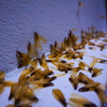 Flying Ants or Termites? How Southwest Florida Homeowners Can Tell the Difference