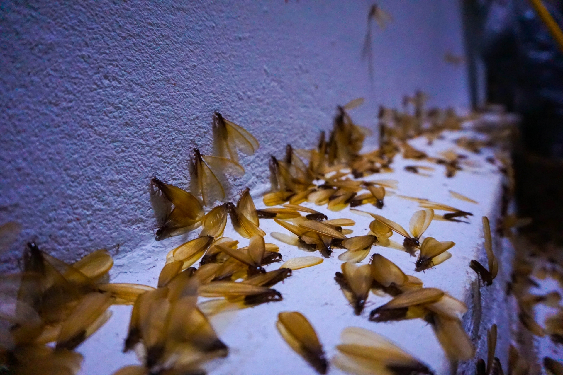 You are currently viewing Flying Ants or Termites? How Southwest Florida Homeowners Can Tell the Difference