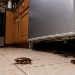 Where Do Cockroaches Go During Florida’s Rainy Season? Why They Suddenly Show Up Indoors