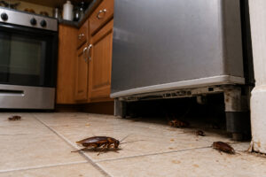 Read more about the article Where Do Cockroaches Go During Florida’s Rainy Season? Why They Suddenly Show Up Indoors