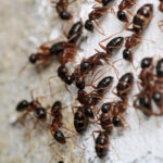 Why You’re Seeing More Ants Inside Your Southwest Florida Home After It Rains