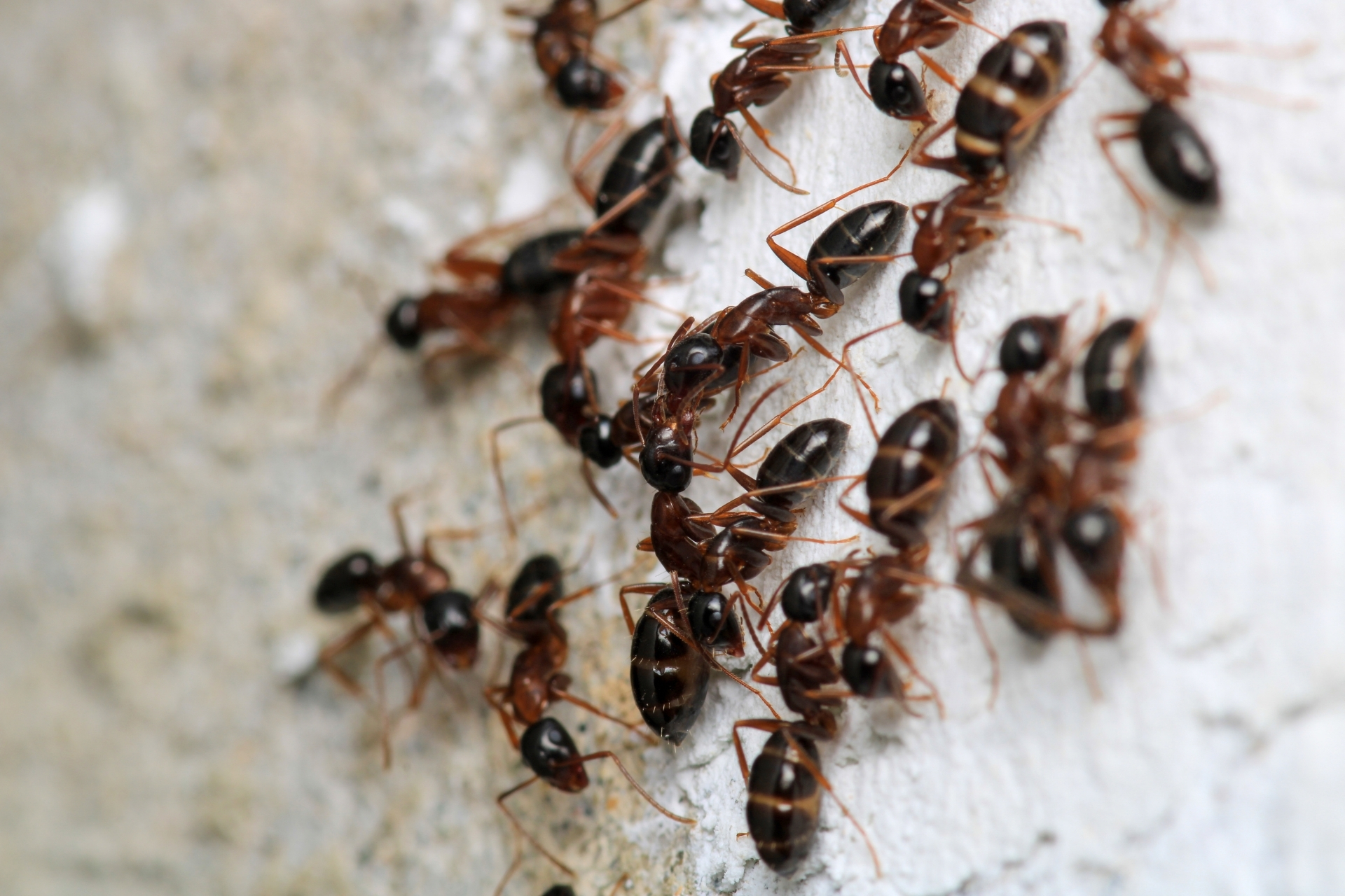 You are currently viewing Why You’re Seeing More Ants Inside Your Southwest Florida Home After It Rains