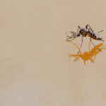 Mosquitoes After Heavy Rain: How Quickly Can They Take Over Your Fort Myers Yard?