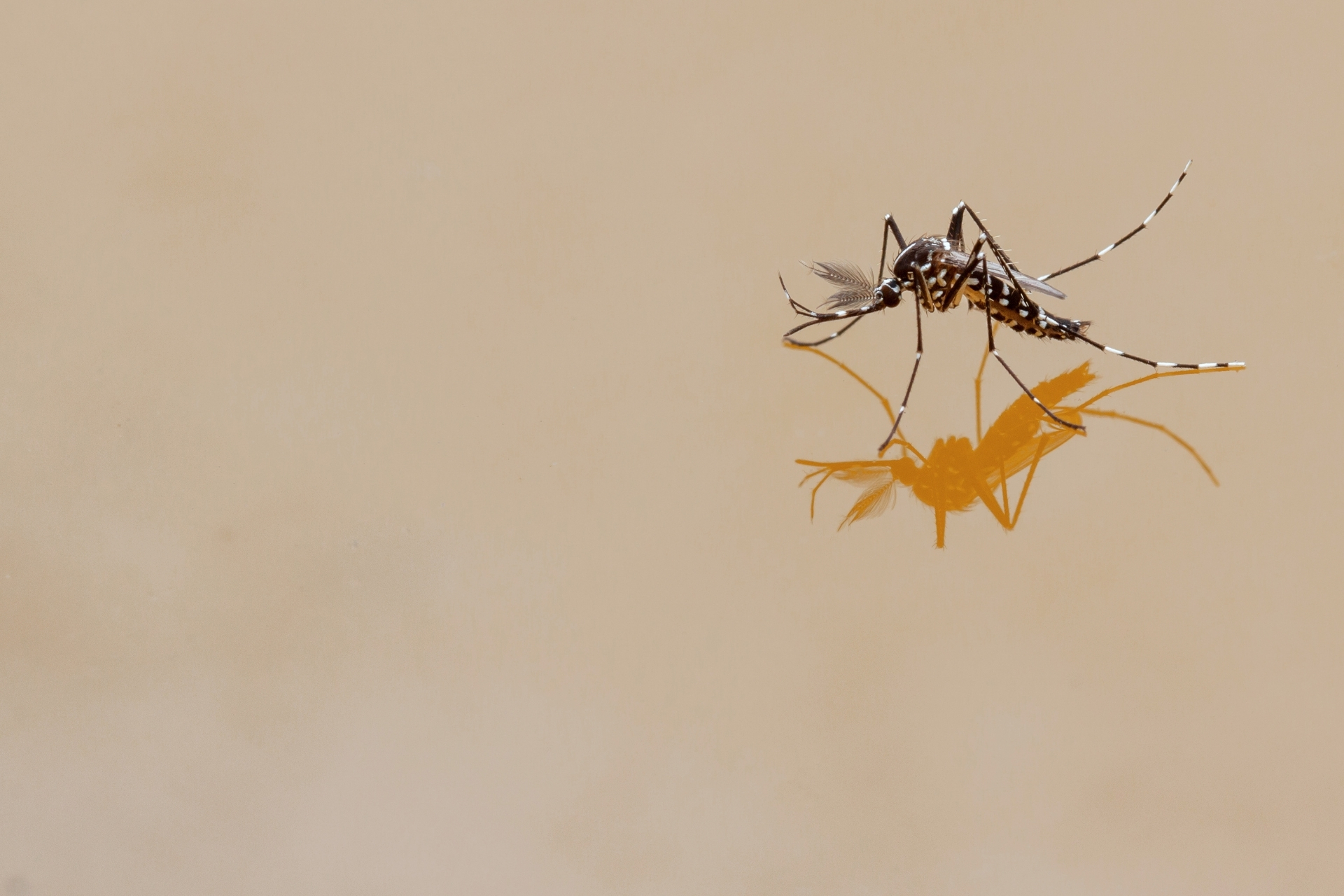 You are currently viewing Mosquitoes After Heavy Rain: How Quickly Can They Take Over Your Fort Myers Yard?