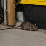 Roof Rats in Southwest Florida: Why Fall Is a Good Time to Inspect Your Home for Rodent Entry Points